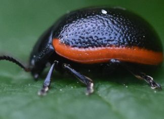 Toad Flax Leaf Beetle: The Life