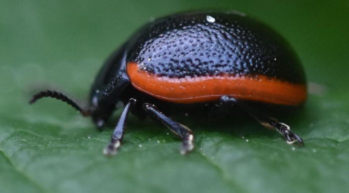 Toad Flax Leaf Beetle: The Life