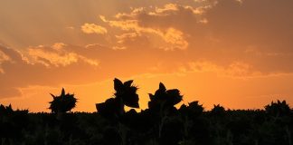 Nature’s puppet-show