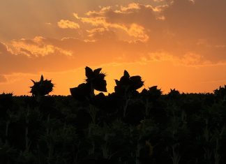 Nature’s puppet-show