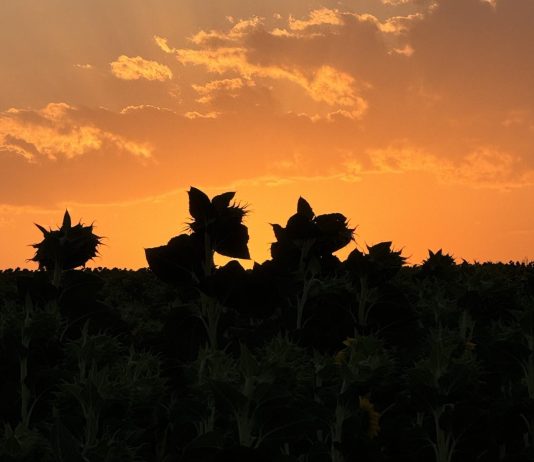 Nature’s puppet-show