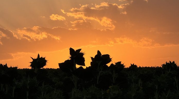 Nature’s puppet-show