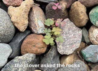 Life On The Rocks