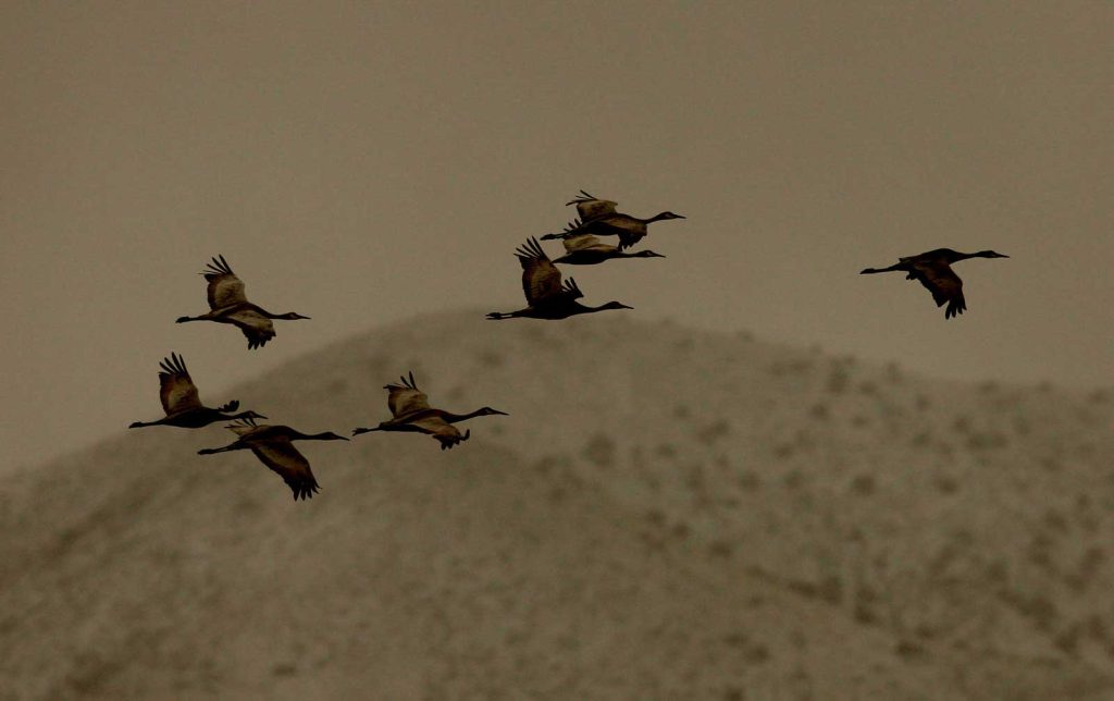 Just passing through: Birds from Bosque del Apache, NM