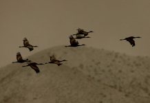 Just passing through: Birds from Bosque del Apache, NM