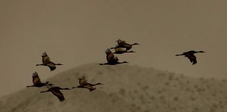 Just passing through: Birds from Bosque del Apache, NM