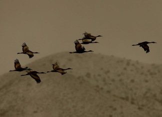 Just passing through: Birds from Bosque del Apache, NM