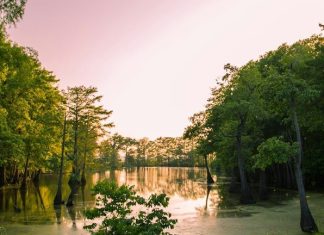 Opelousas Summer a lake surrounded by lush green trees under a purple sky
