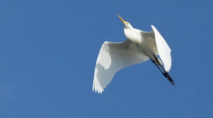 Portrait of Old Man in Camo Hat and Bermuda Shorts