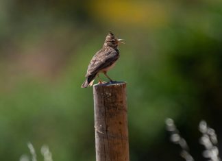 Sestina for a Wider Music