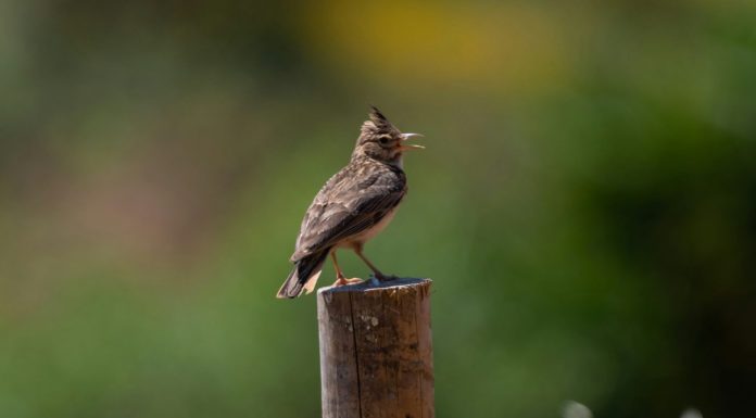 Sestina for a Wider Music