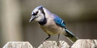 Insects in the cupboards