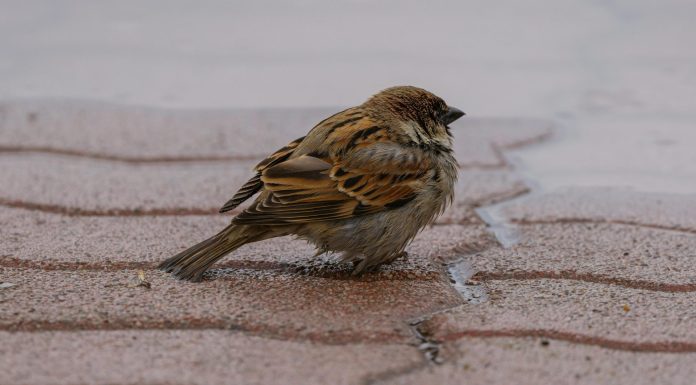 There goes Brian they say