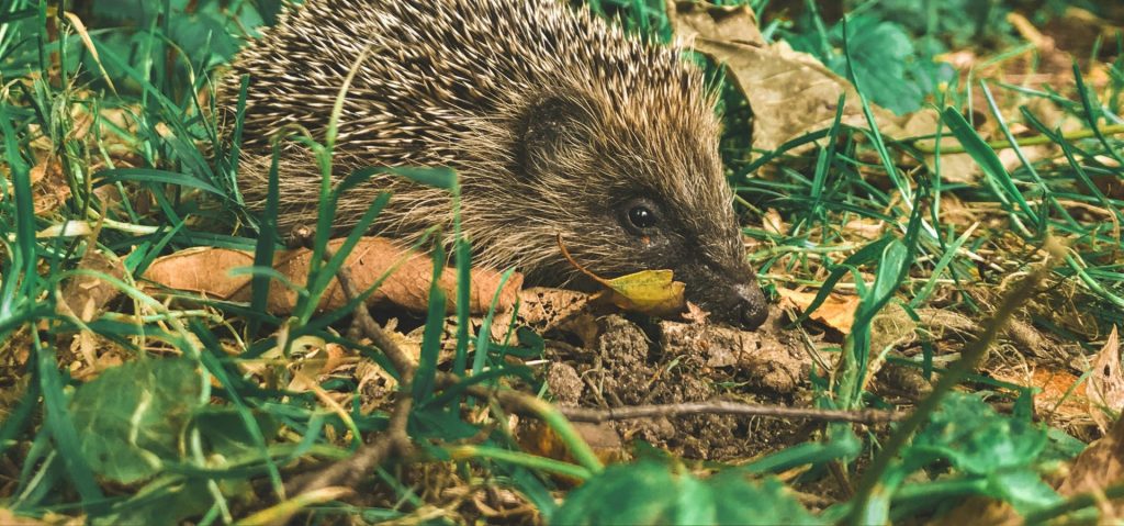 Hedgehog in Winter