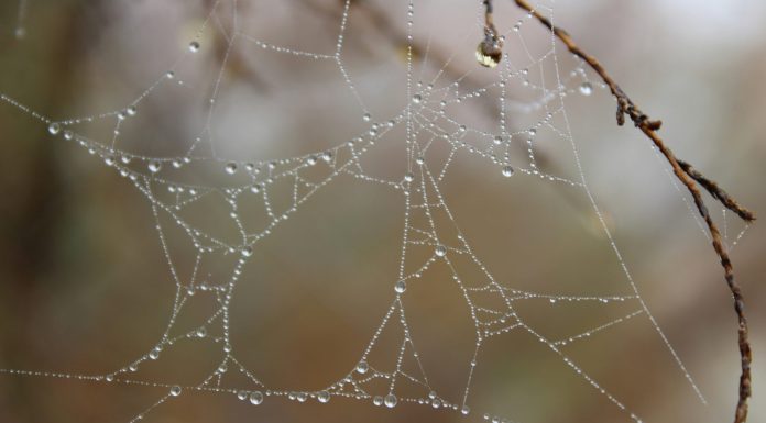 So Much, So Many, So Few