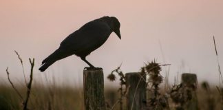 Probability of Precipitation