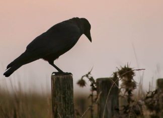 Probability of Precipitation