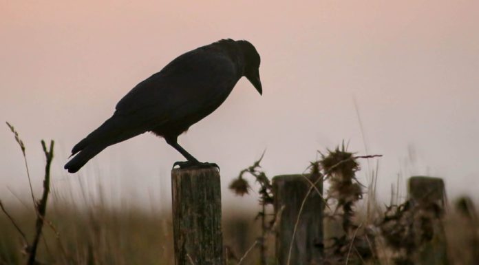 Probability of Precipitation