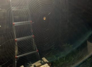 The Spider Weaves