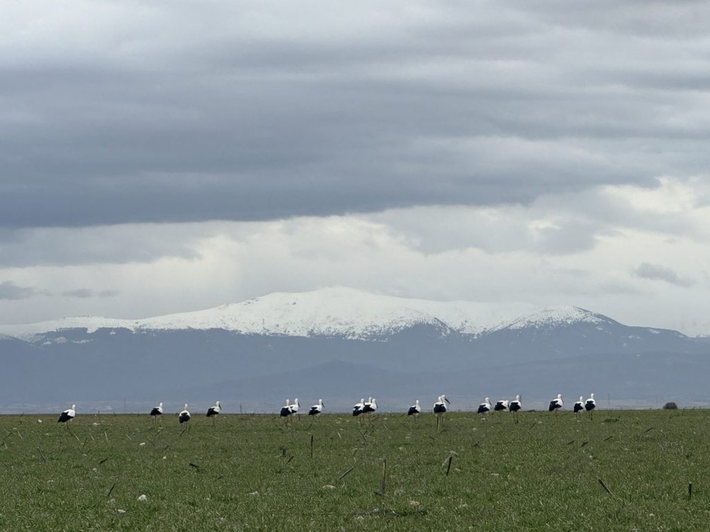 Four Spanish Winterscapes
