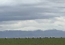 Four Spanish Winterscapes