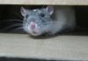 Lab Rat white mouse on brown cardboard box