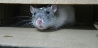 Lab Rat white mouse on brown cardboard box