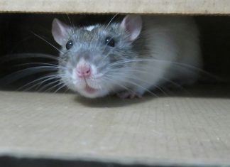 Lab Rat white mouse on brown cardboard box