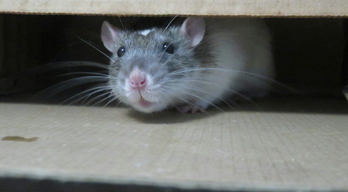 Lab Rat white mouse on brown cardboard box