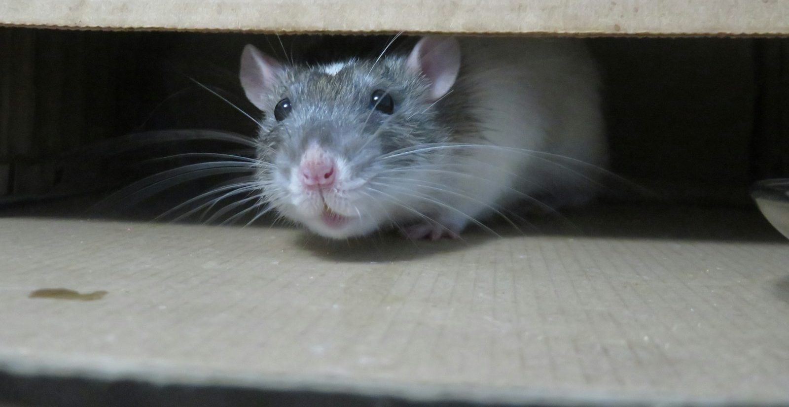 white mouse on brown cardboard box