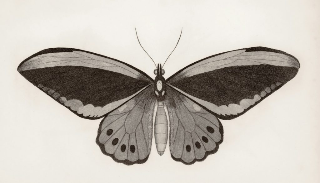 Moth