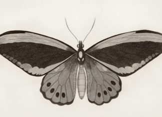 Moth