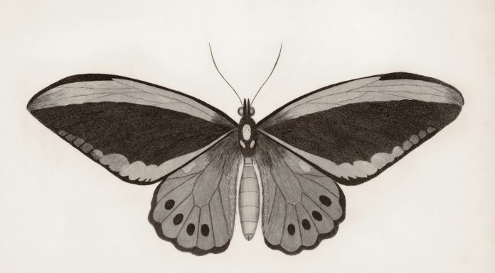 Moth