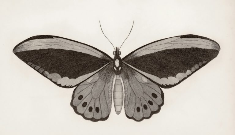 Moth