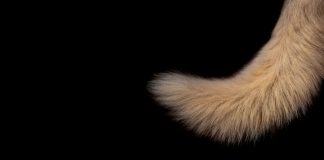 Now & Again brown animal tail clip art