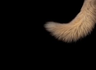 Now & Again brown animal tail clip art