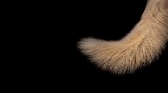 Now & Again brown animal tail clip art