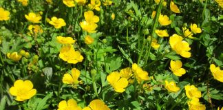 Excavation for burial