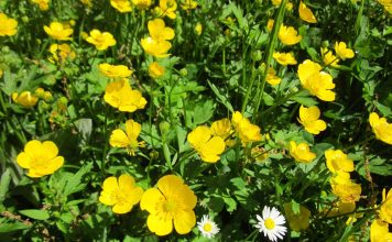 Excavation for burial
