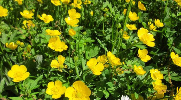 Excavation for burial