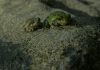 Home a group of frogs on a rock