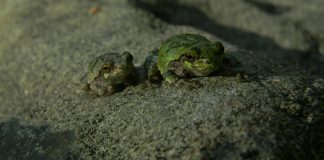 Home a group of frogs on a rock