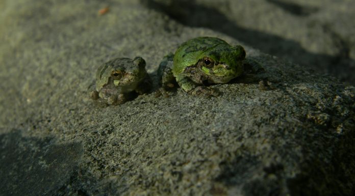 Home a group of frogs on a rock