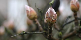 First signs
