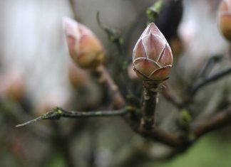 First signs