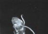 Ghost Tulip