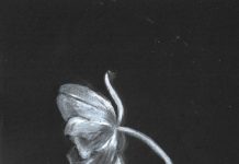 Ghost Tulip
