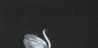 Ghost Tulip