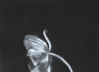 Ghost Tulip