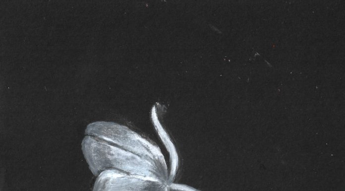 Ghost Tulip